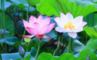 一朵莲运营，一朵莲一朵莲